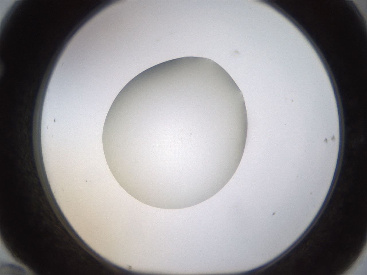 folderID400_plateID1400_batchID5057_wellNum70_profileID1_d1_r85623_ef.jpg