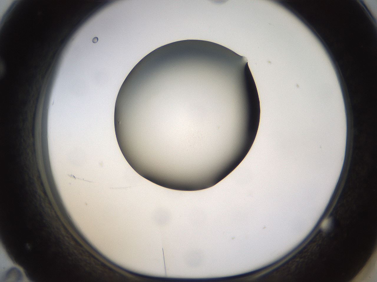 folderID400_plateID1400_batchID5057_wellNum71_profileID1_d1_r85624_ef.jpg