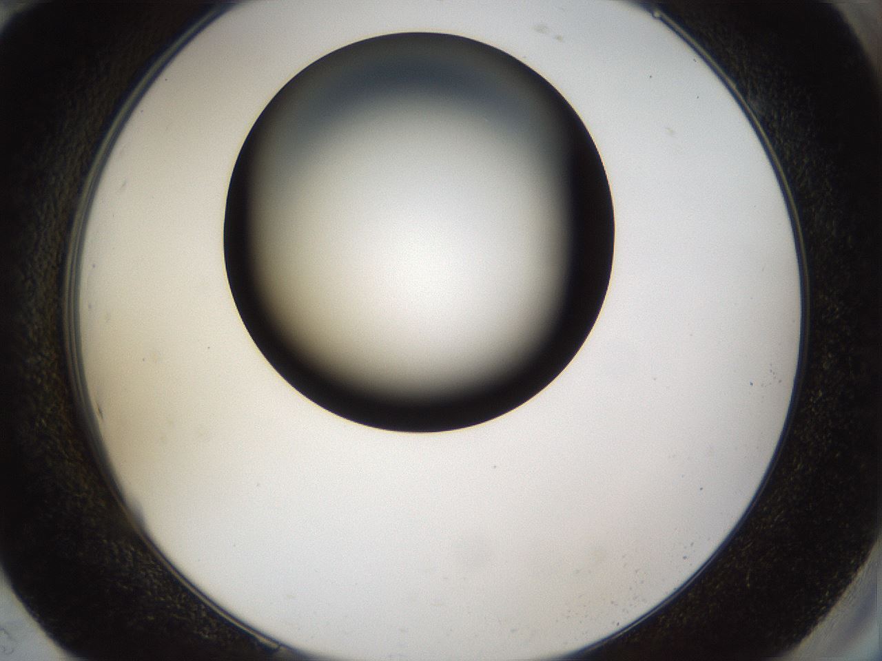 folderID39_plateID1039_batchID2095_wellNum94_profileID1_d2_r45379_ef.jpg