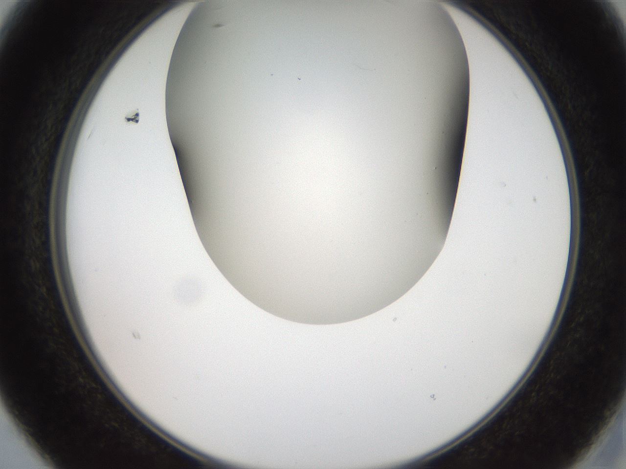 folderID401_plateID2401_batchID11542_wellNum15_profileID1_d2_r177600_ef.jpg