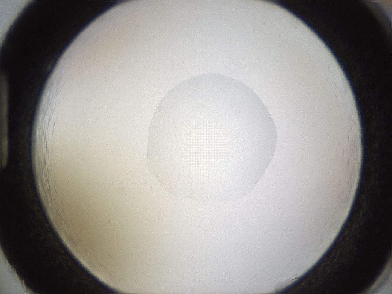 folderID400_plateID1400_batchID5057_wellNum86_profileID1_d1_r85639_ef.jpg