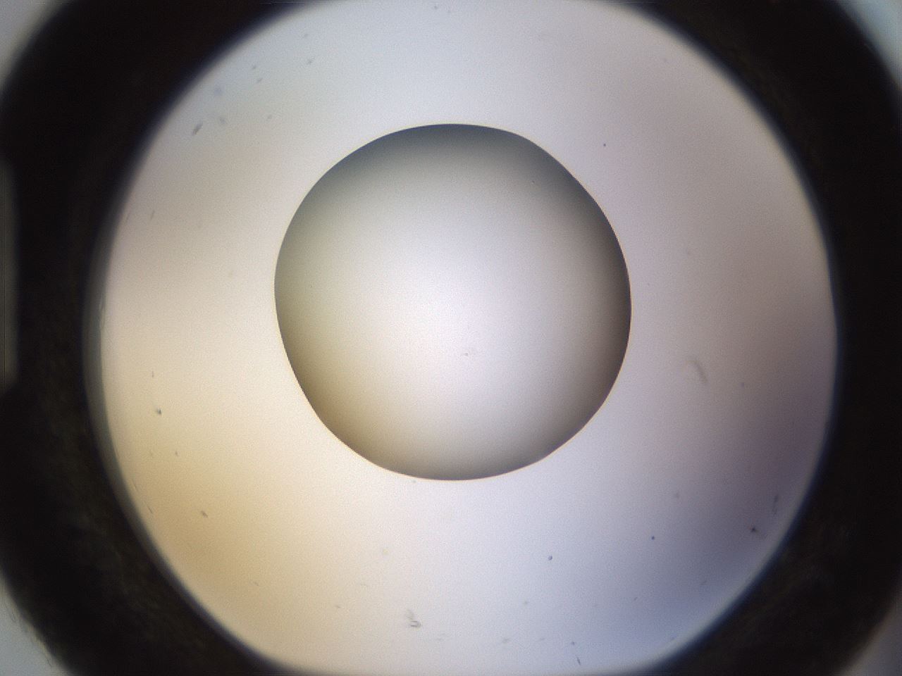 folderID400_plateID1400_batchID5057_wellNum92_profileID1_d1_r85645_ef.jpg