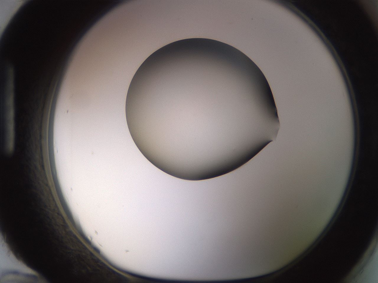 folderID400_plateID1400_batchID5057_wellNum96_profileID1_d1_r85649_ef.jpg