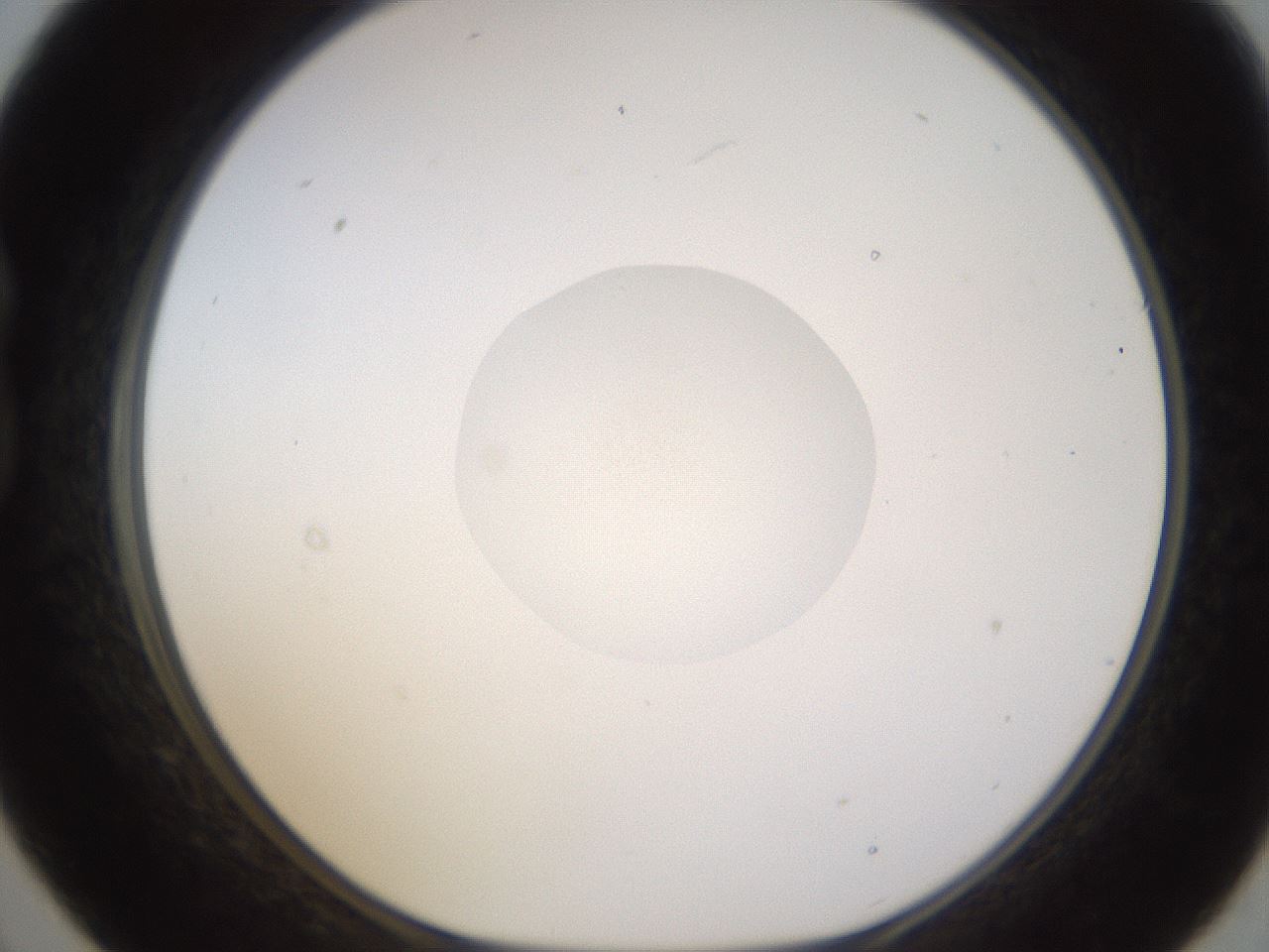 folderID401_plateID1401_batchID5050_wellNum21_profileID1_d1_r84998_ef.jpg