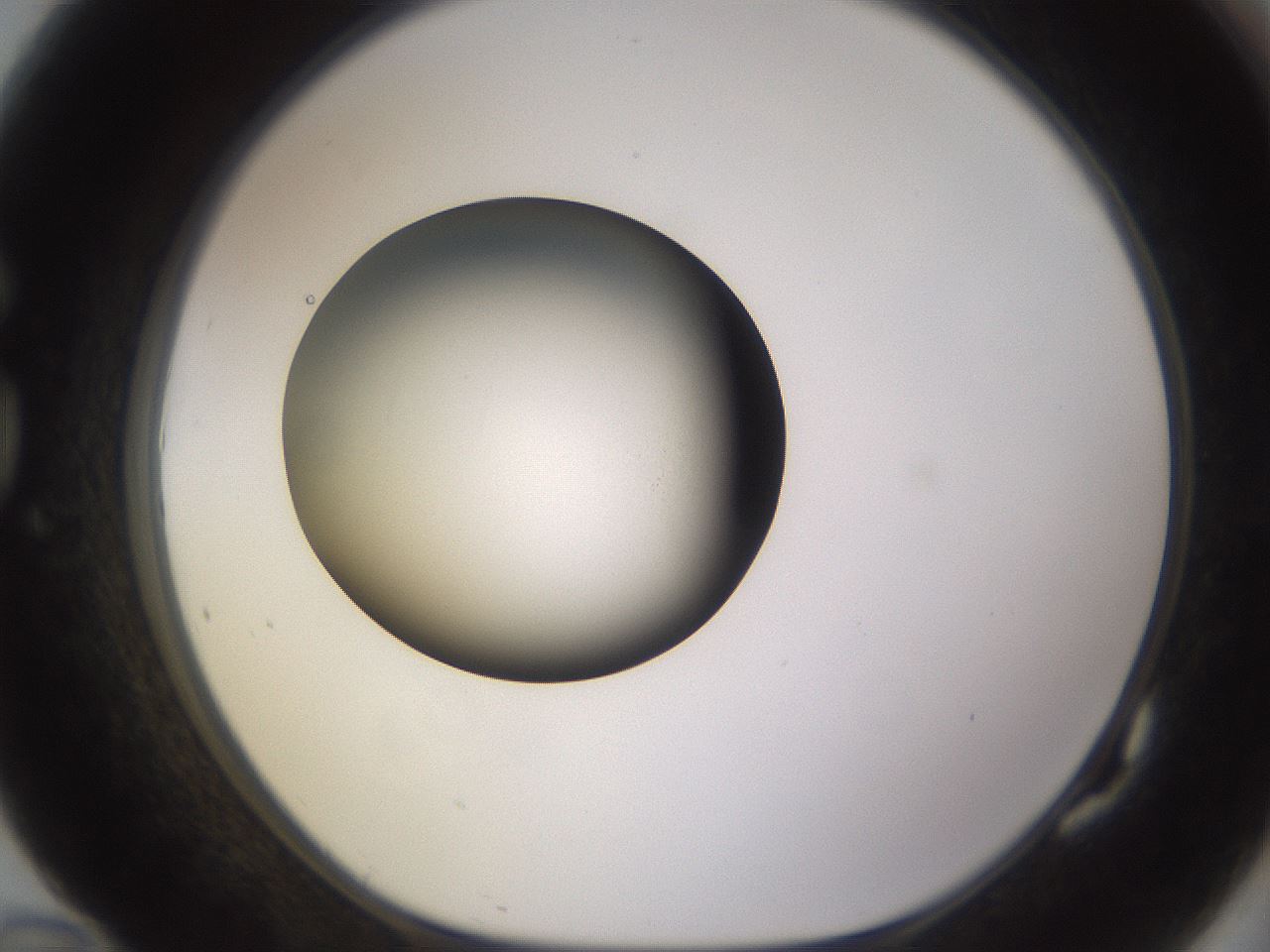 folderID401_plateID1401_batchID5050_wellNum82_profileID1_d1_r85059_ef.jpg