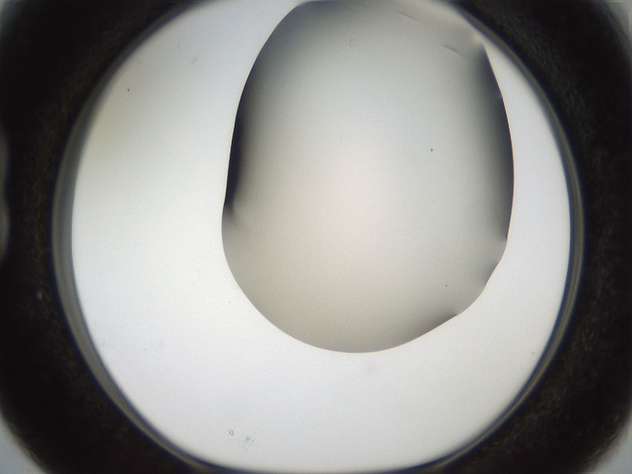 folderID401_plateID2401_batchID11542_wellNum15_profileID1_d1_r177599_ef.jpg