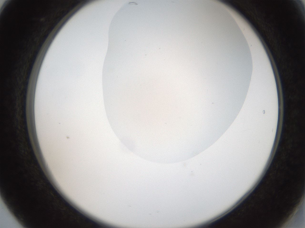 folderID401_plateID2401_batchID11542_wellNum17_profileID1_d2_r177604_ef.jpg
