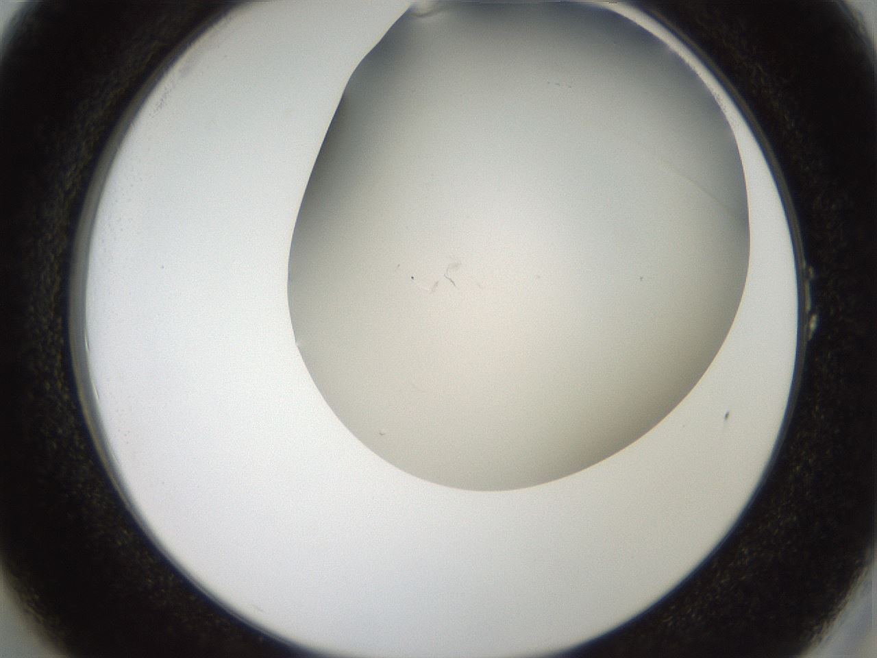 folderID401_plateID2401_batchID11542_wellNum1_profileID1_d2_r177572_ef.jpg