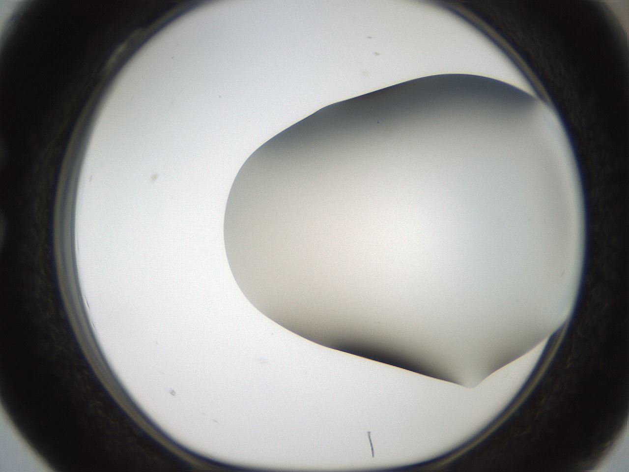 folderID401_plateID2401_batchID11542_wellNum28_profileID1_d1_r177625_ef.jpg