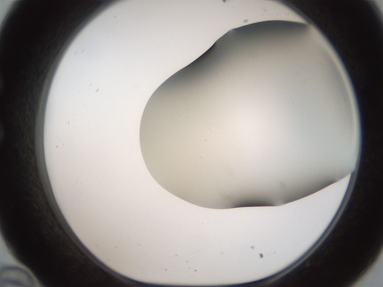 folderID401_plateID2401_batchID11542_wellNum34_profileID1_d1_r177637_ef.jpg