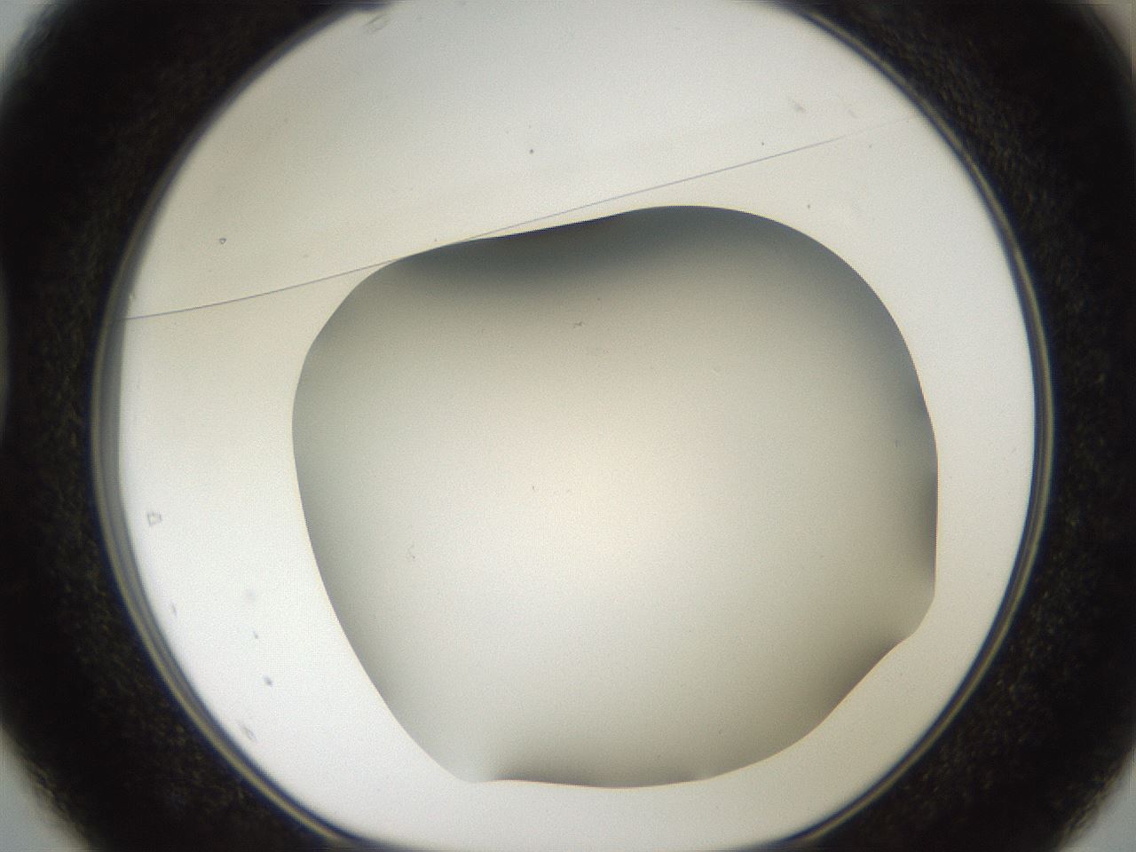 folderID401_plateID2401_batchID11542_wellNum37_profileID1_d1_r177643_ef.jpg