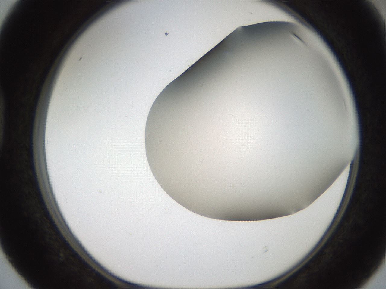 folderID401_plateID2401_batchID11542_wellNum40_profileID1_d1_r177649_ef.jpg