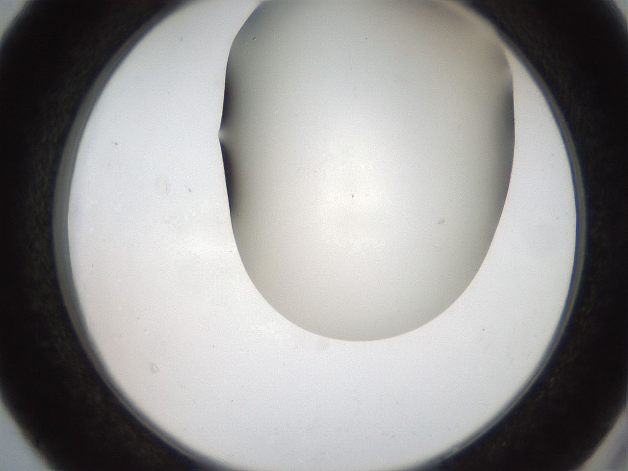 folderID401_plateID2401_batchID11542_wellNum40_profileID1_d2_r177650_ef.jpg