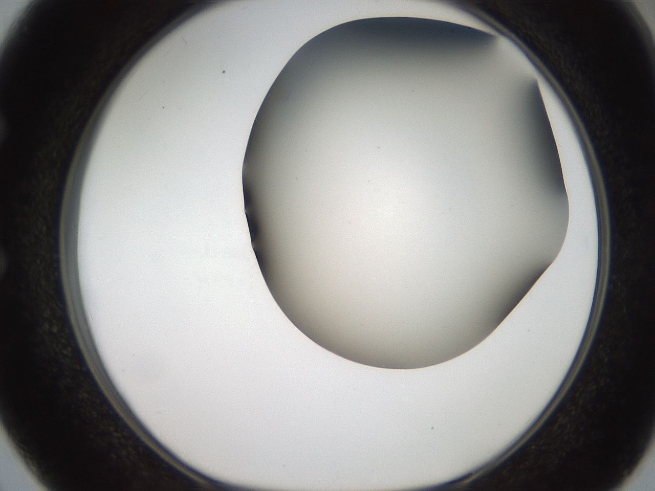 folderID401_plateID2401_batchID11542_wellNum50_profileID1_d1_r177669_ef.jpg