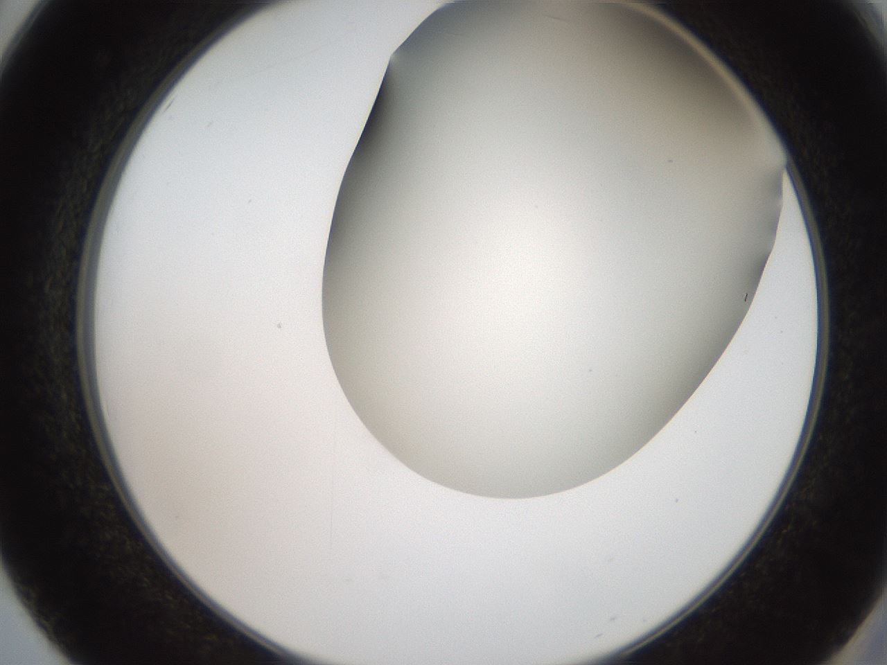 folderID401_plateID2401_batchID11542_wellNum50_profileID1_d2_r177670_ef.jpg