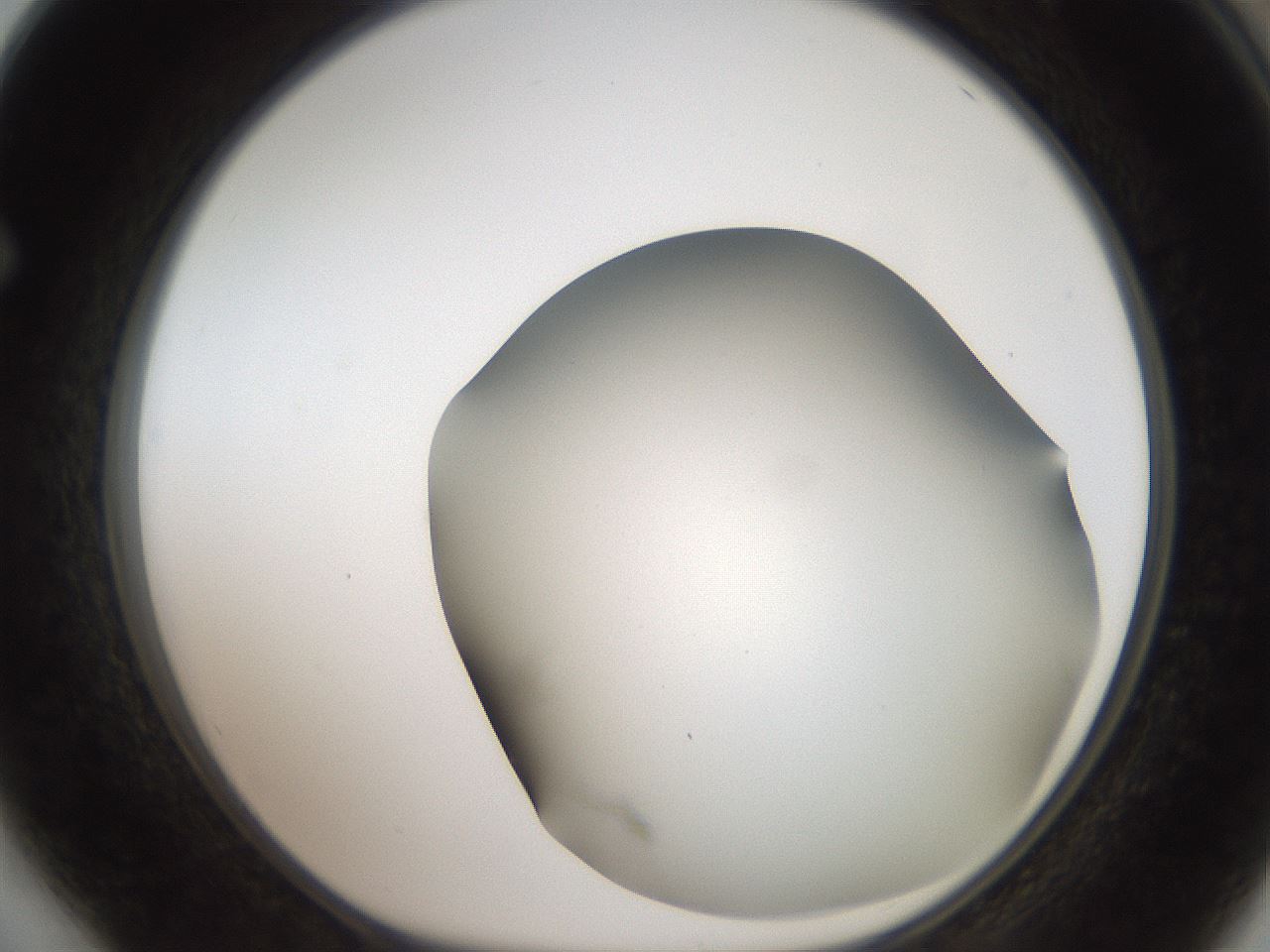 folderID401_plateID2401_batchID11542_wellNum64_profileID1_d1_r177697_ef.jpg