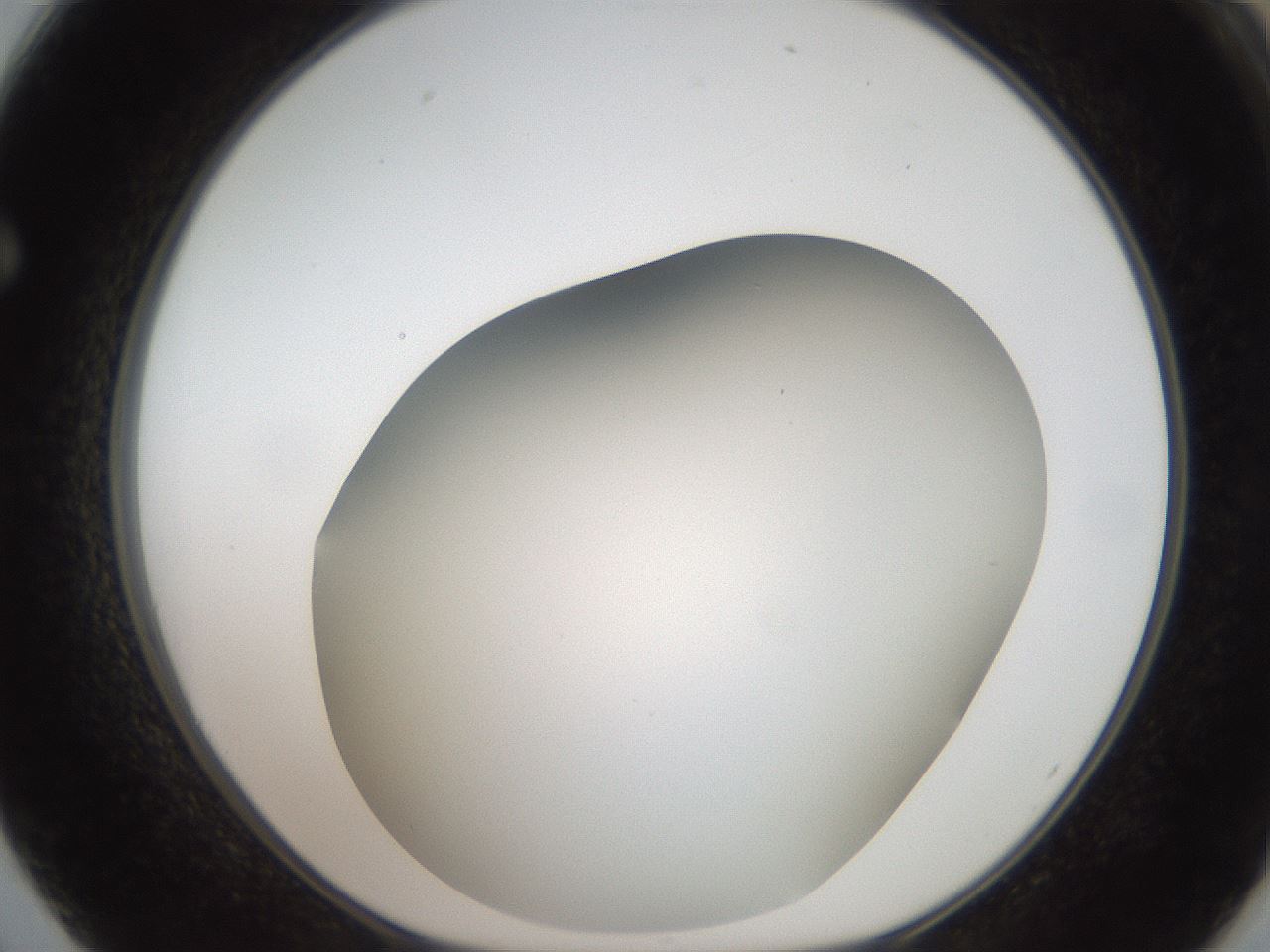 folderID401_plateID2401_batchID11542_wellNum62_profileID1_d1_r177693_ef.jpg
