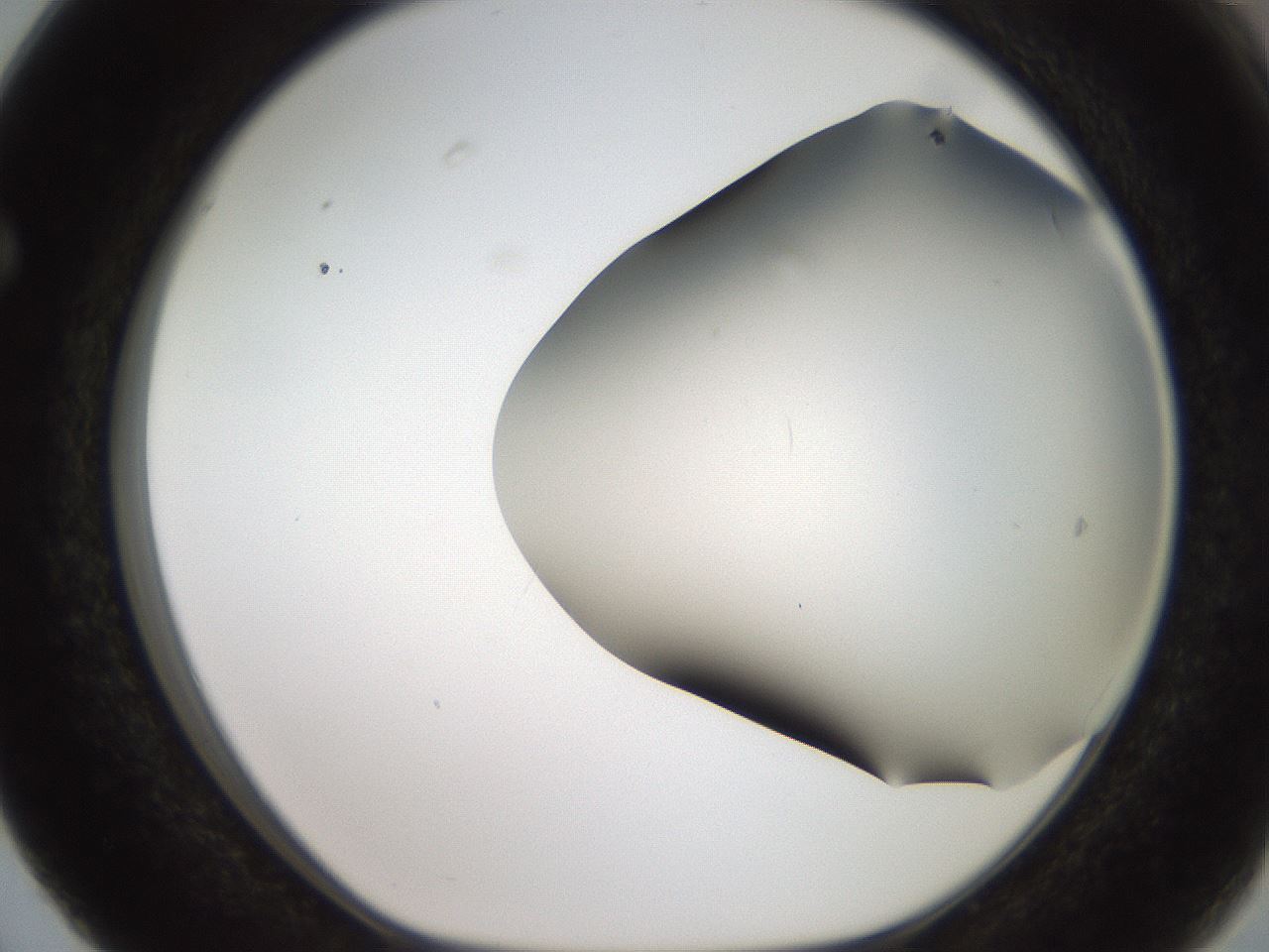 folderID401_plateID2401_batchID11542_wellNum63_profileID1_d1_r177695_ef.jpg