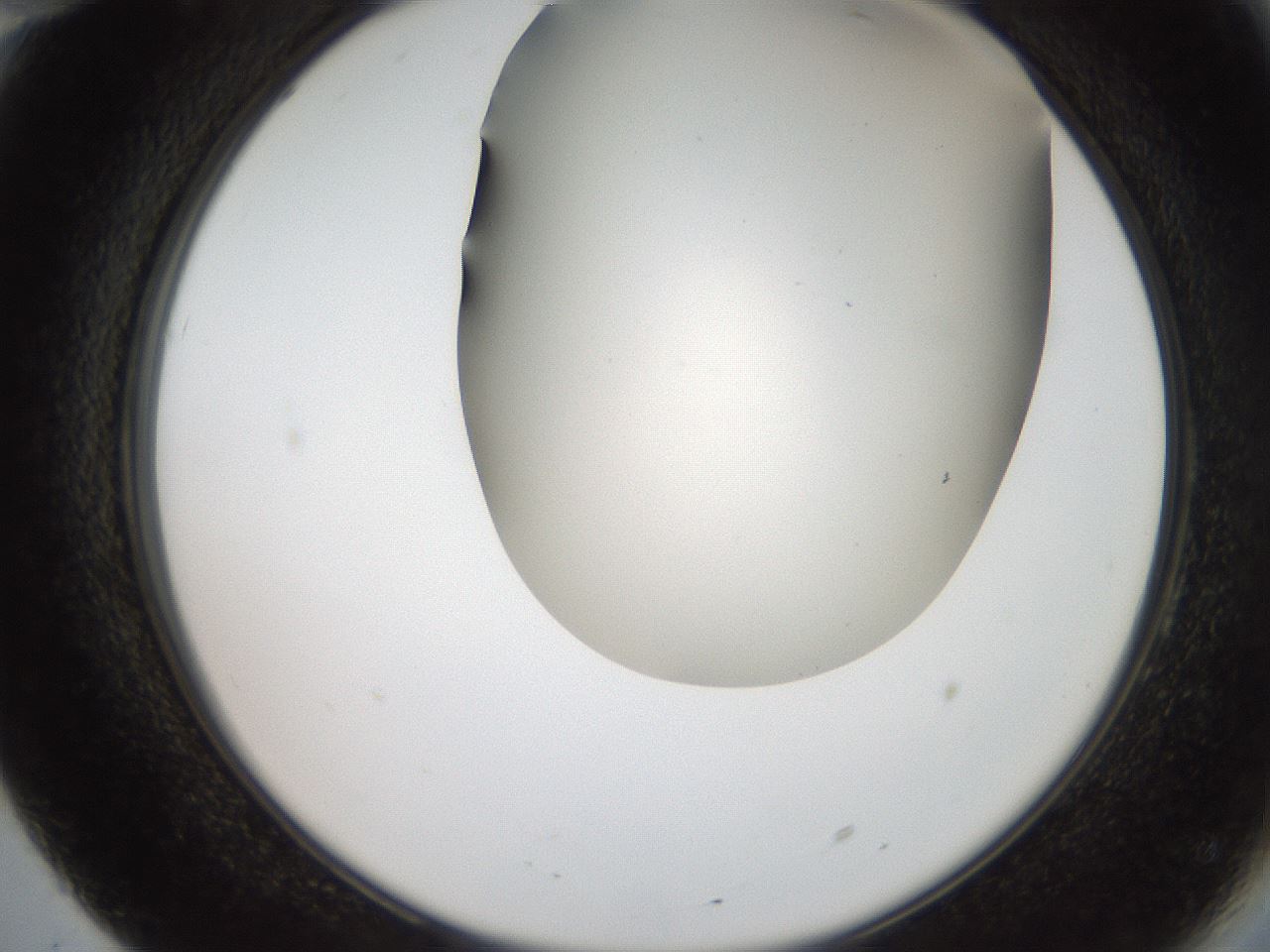folderID401_plateID2401_batchID11542_wellNum70_profileID1_d2_r177710_ef.jpg