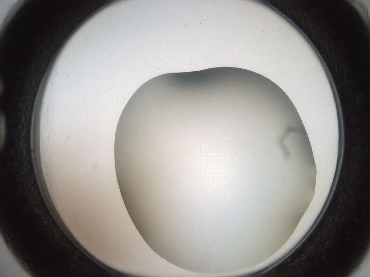 folderID401_plateID2401_batchID11542_wellNum73_profileID1_d1_r177715_ef.jpg