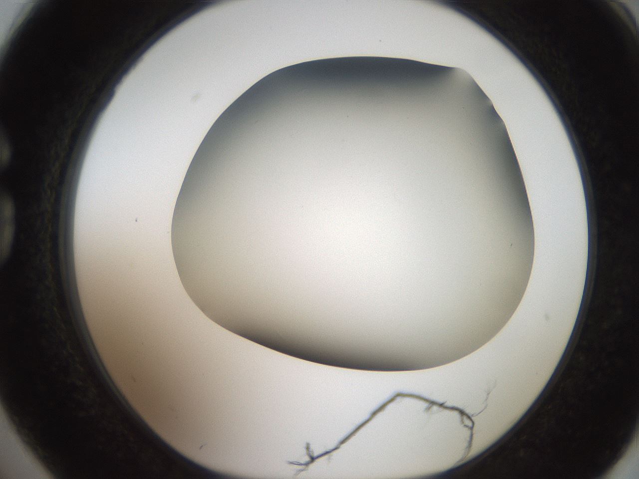 folderID401_plateID2401_batchID11542_wellNum74_profileID1_d1_r177717_ef.jpg