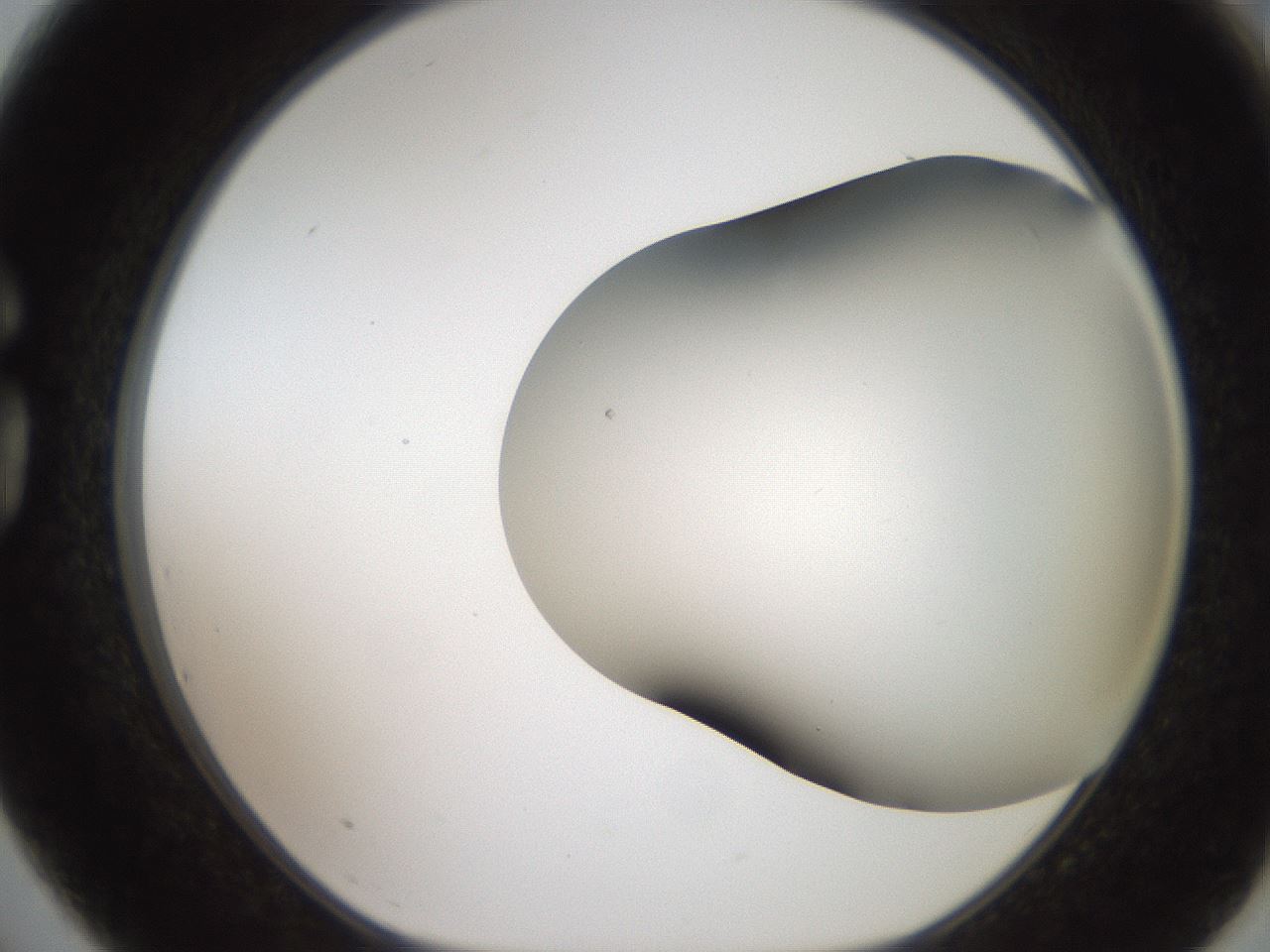 folderID401_plateID2401_batchID11542_wellNum75_profileID1_d1_r177719_ef.jpg