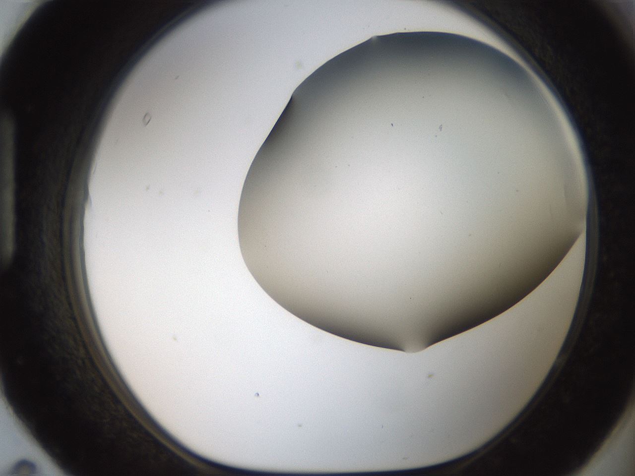 folderID401_plateID2401_batchID11542_wellNum95_profileID1_d1_r177759_ef.jpg