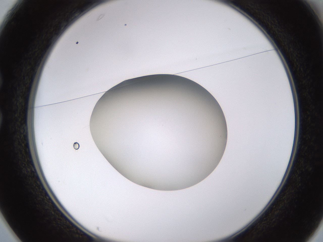 folderID402_plateID1402_batchID5054_wellNum25_profileID1_d1_r85290_ef.jpg