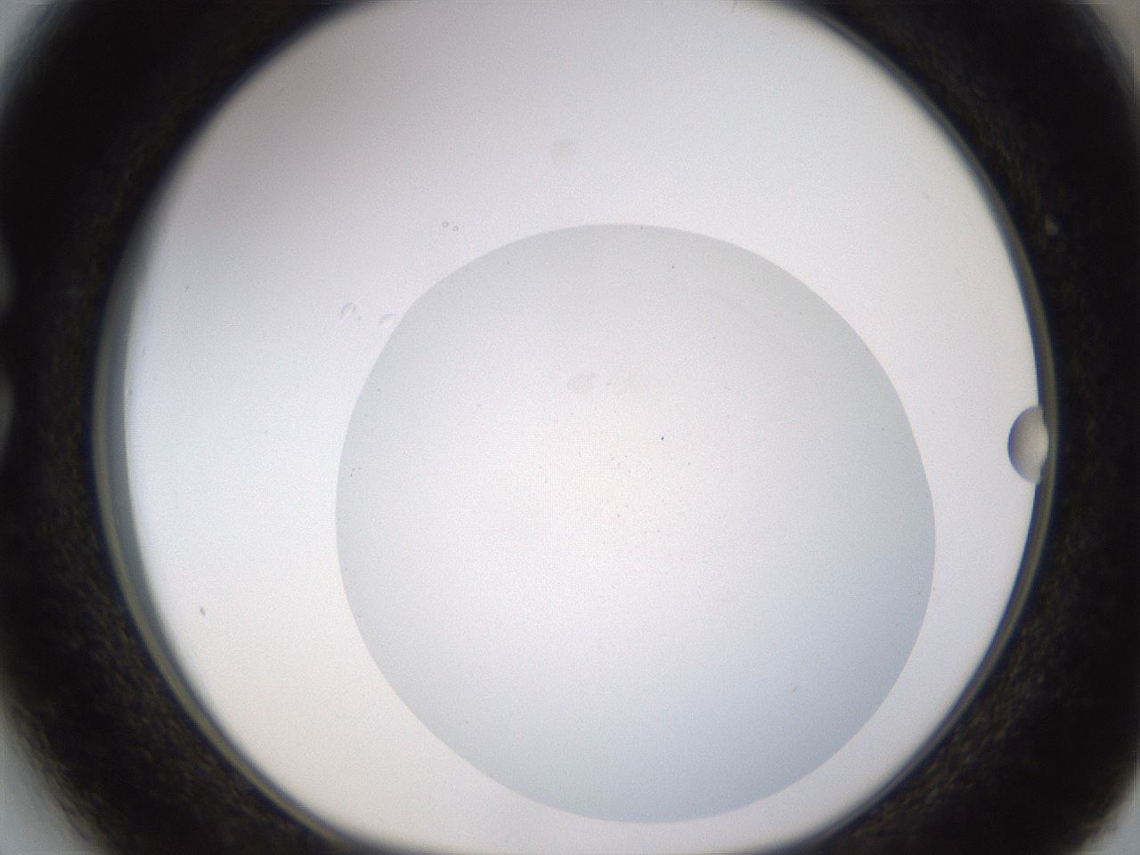 folderID402_plateID1402_batchID5054_wellNum27_profileID1_d1_r85292_ef.jpg