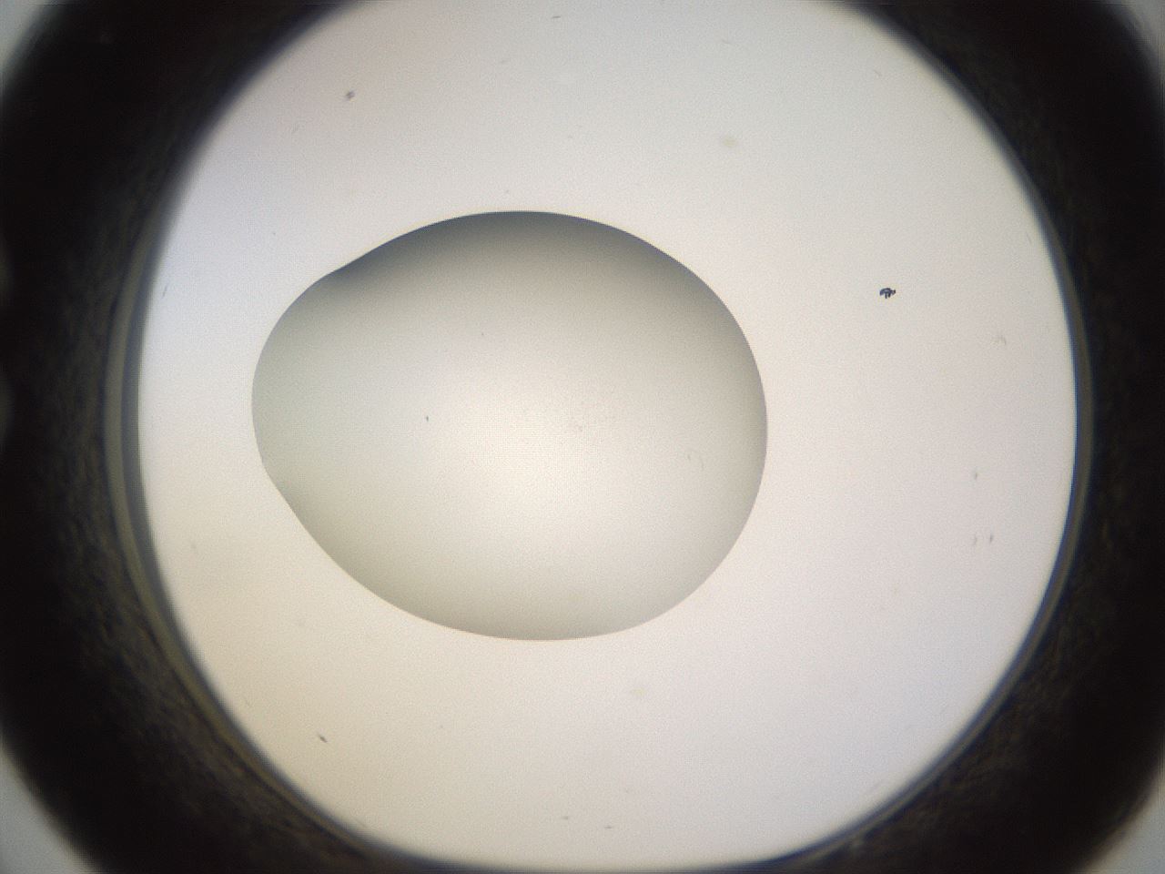 folderID402_plateID1402_batchID5054_wellNum33_profileID1_d1_r85298_ef.jpg
