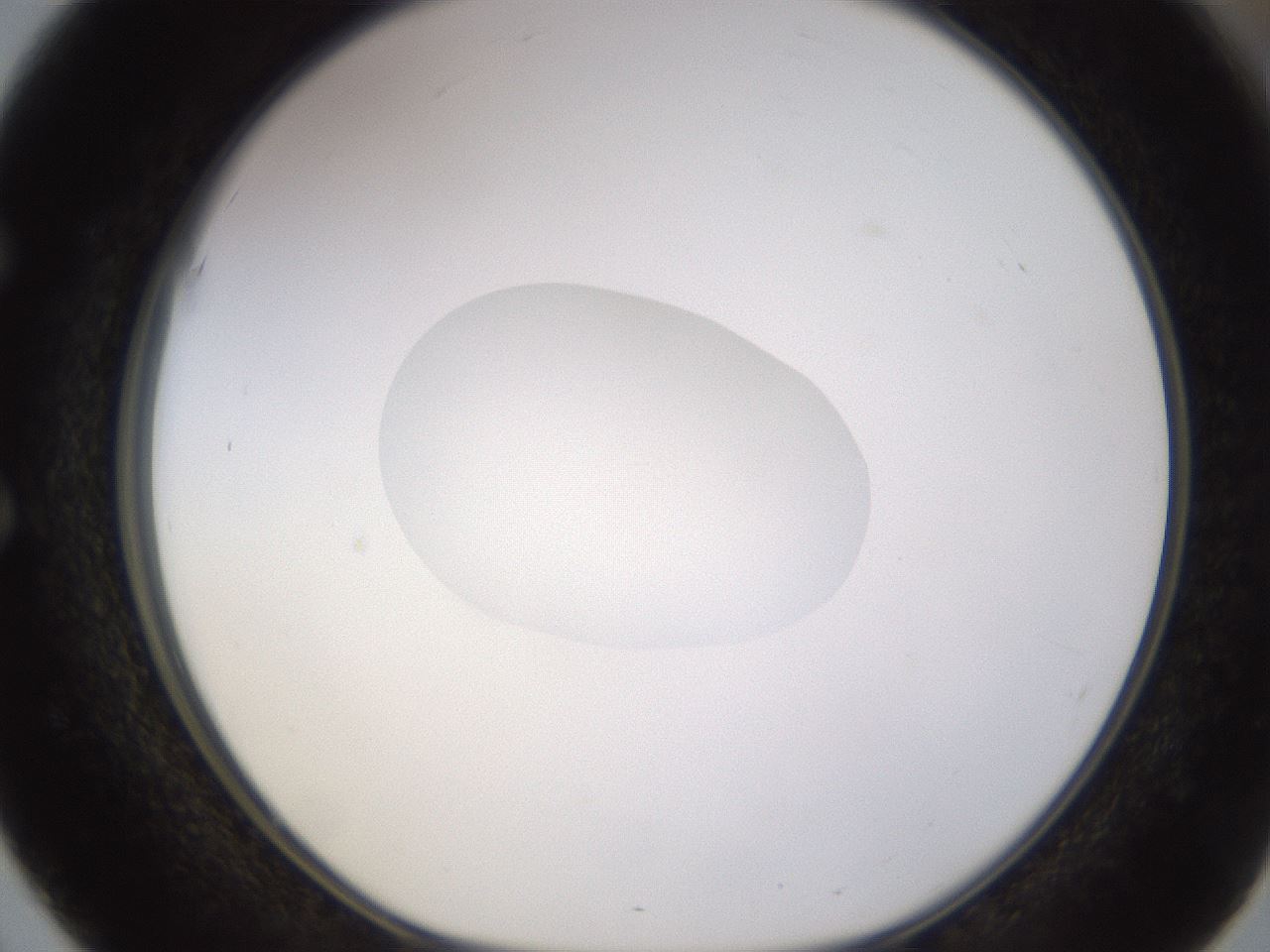 folderID402_plateID1402_batchID5054_wellNum51_profileID1_d1_r85316_ef.jpg