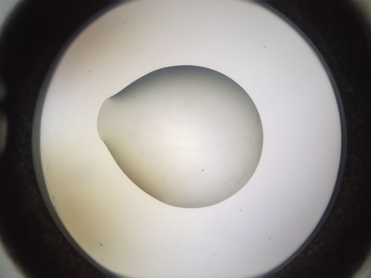 folderID402_plateID1402_batchID5054_wellNum75_profileID1_d1_r85340_ef.jpg