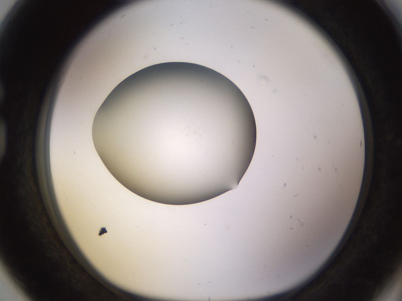 folderID402_plateID1402_batchID5054_wellNum80_profileID1_d1_r85345_ef.jpg