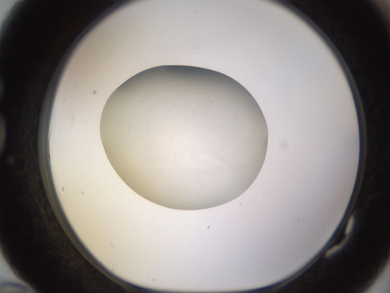 folderID402_plateID1402_batchID5054_wellNum82_profileID1_d1_r85347_ef.jpg