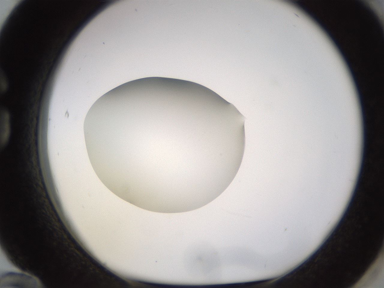 folderID402_plateID1402_batchID5054_wellNum84_profileID1_d1_r85349_ef.jpg