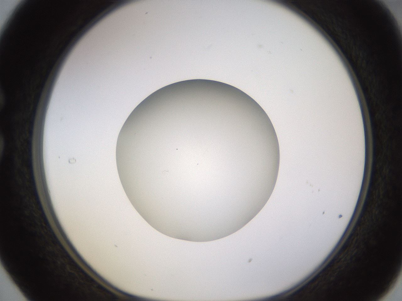 folderID402_plateID1402_batchID5054_wellNum29_profileID1_d1_r85294_ef.jpg