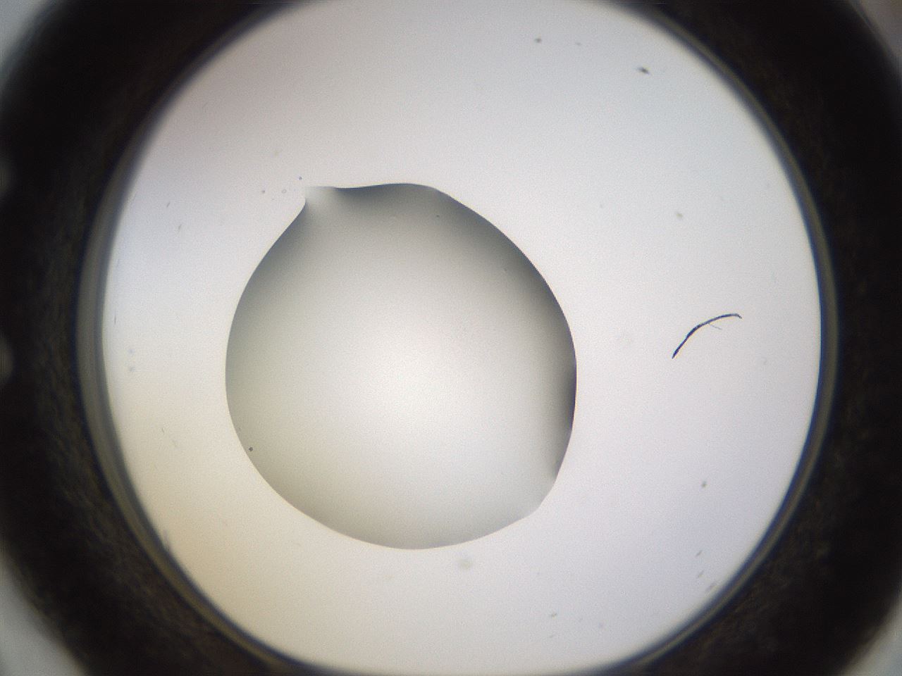 folderID402_plateID1402_batchID5054_wellNum54_profileID1_d1_r85319_ef.jpg