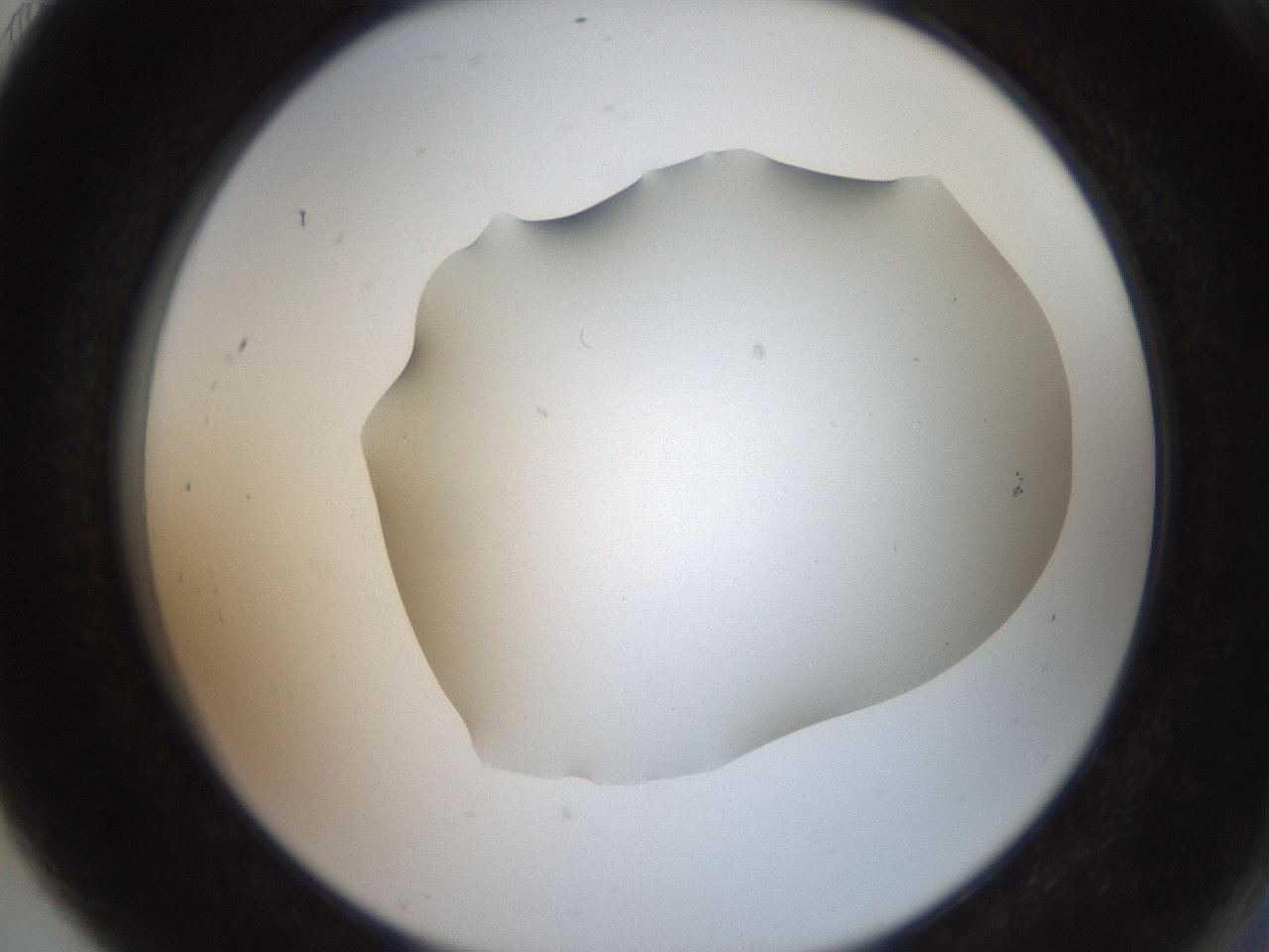 folderID401_plateID2401_batchID11542_wellNum91_profileID1_d2_r177752_ef.jpg
