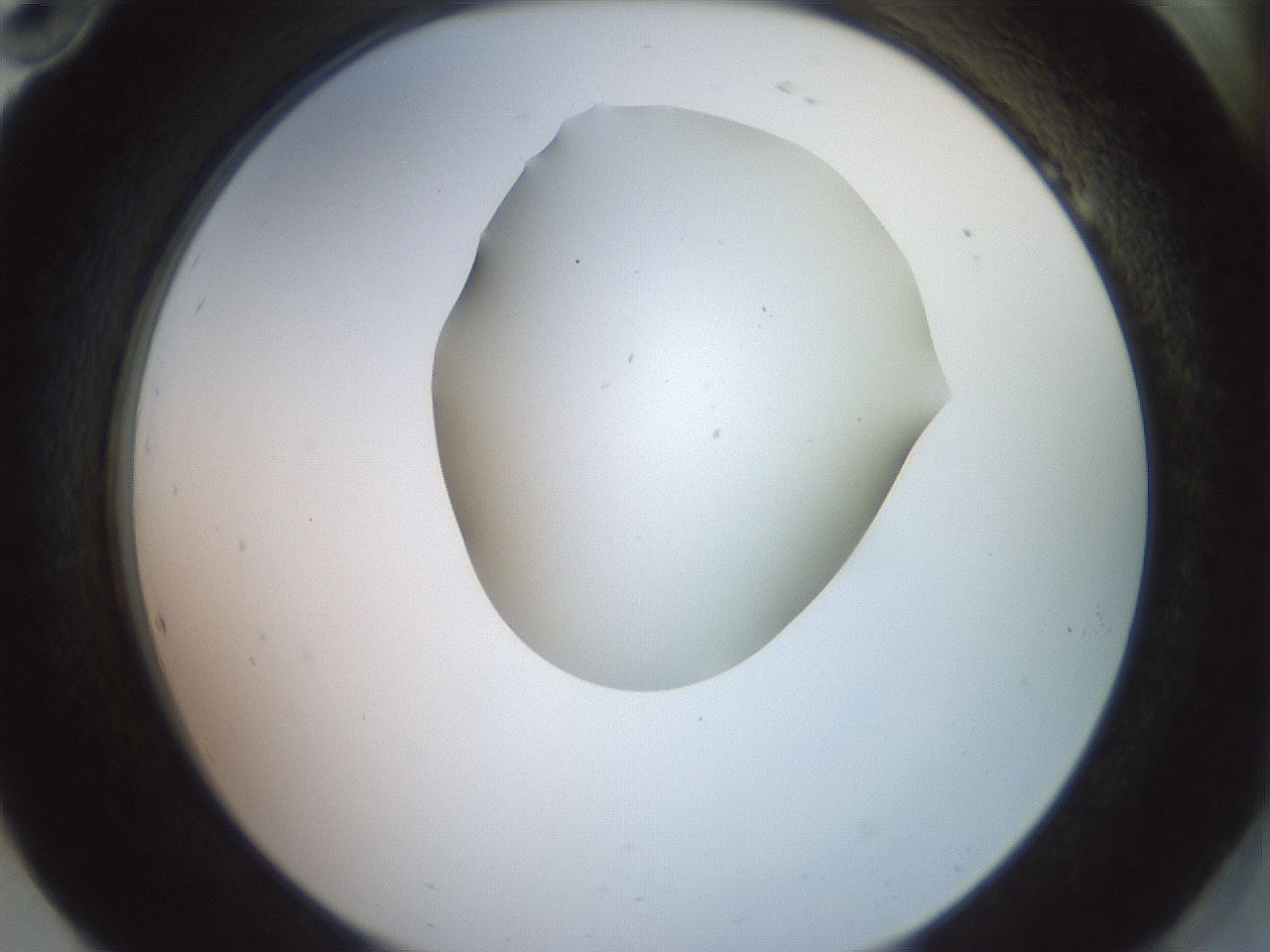 folderID402_plateID2402_batchID11611_wellNum94_profileID1_d2_r177950_ef.jpg