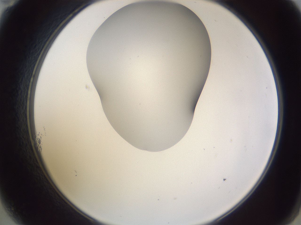 folderID407_plateID2407_batchID11616_wellNum11_profileID1_d2_r178744_ef.jpg