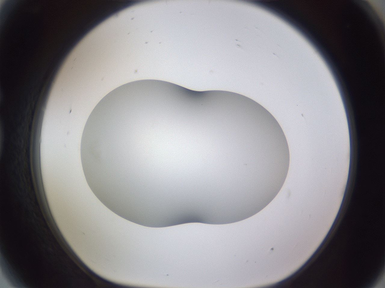 folderID407_plateID2407_batchID11616_wellNum81_profileID1_d1_r178883_ef.jpg