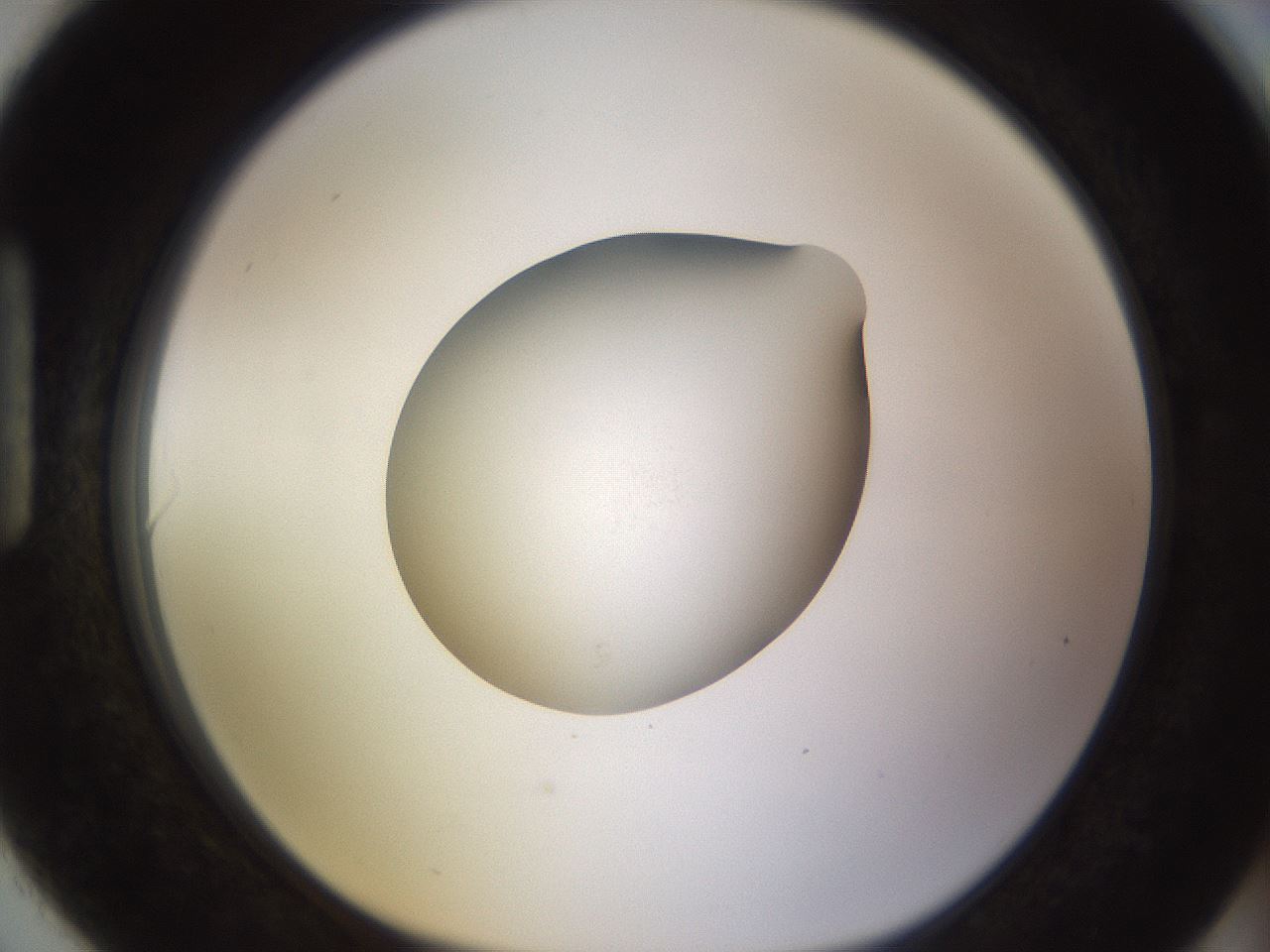 folderID402_plateID1402_batchID5054_wellNum90_profileID1_d1_r85355_ef.jpg
