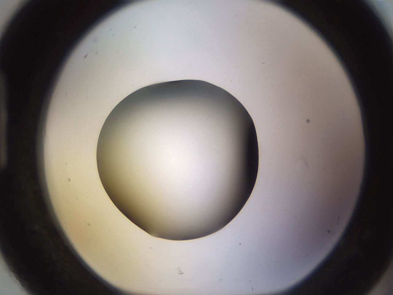 folderID402_plateID1402_batchID5054_wellNum92_profileID1_d1_r85357_ef.jpg