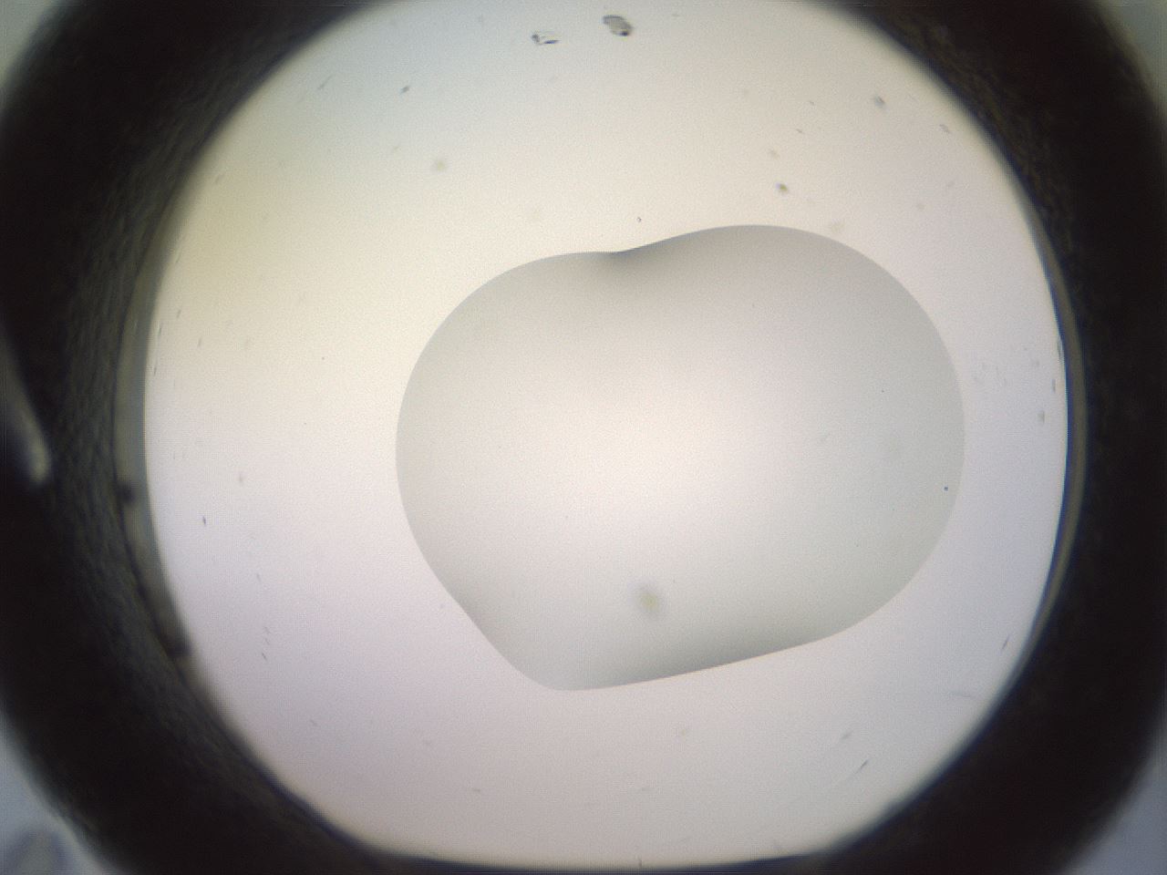 folderID402_plateID2402_batchID11611_wellNum11_profileID1_d1_r177783_ef.jpg