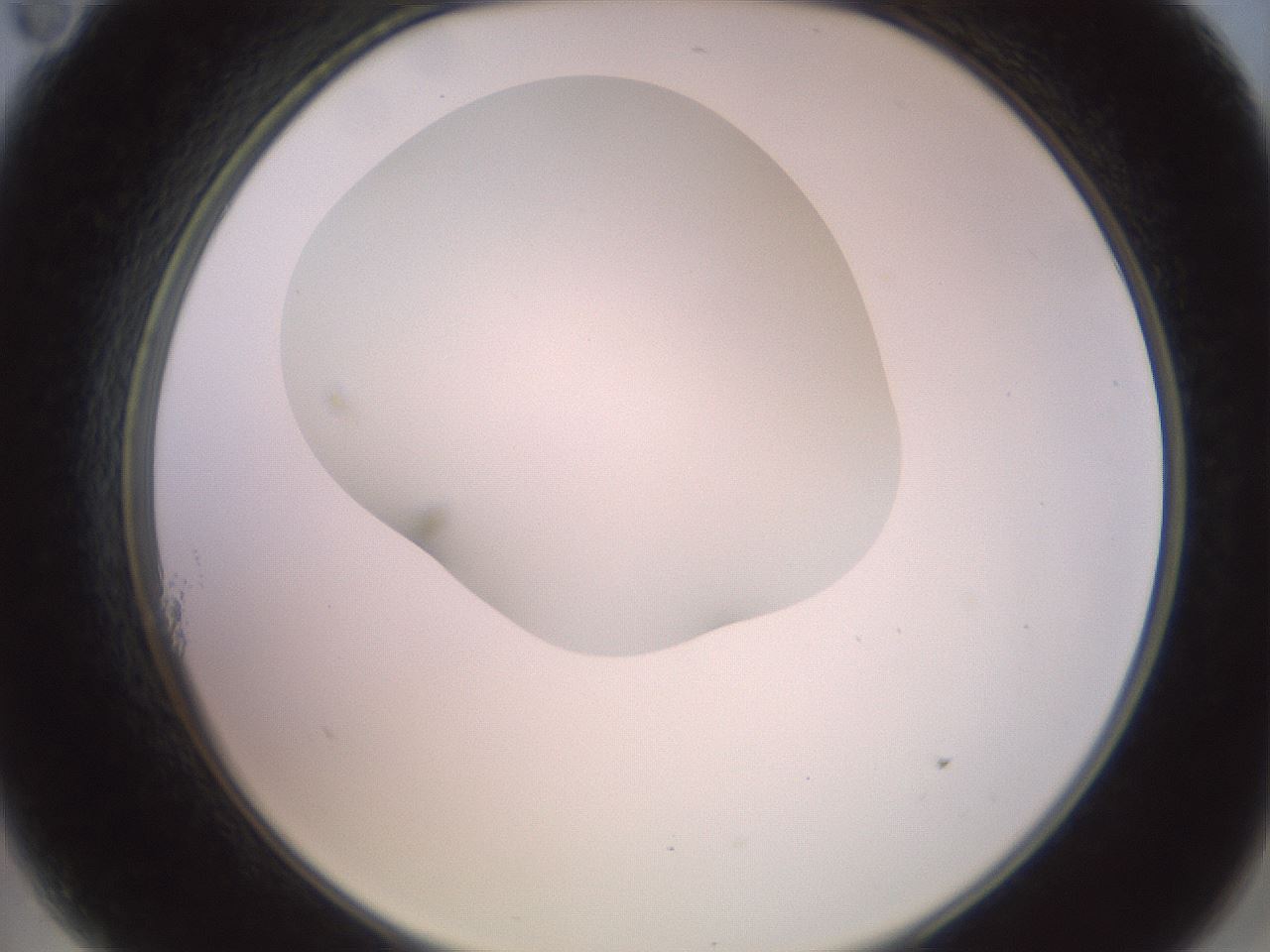 folderID402_plateID2402_batchID11611_wellNum11_profileID1_d2_r177784_ef.jpg