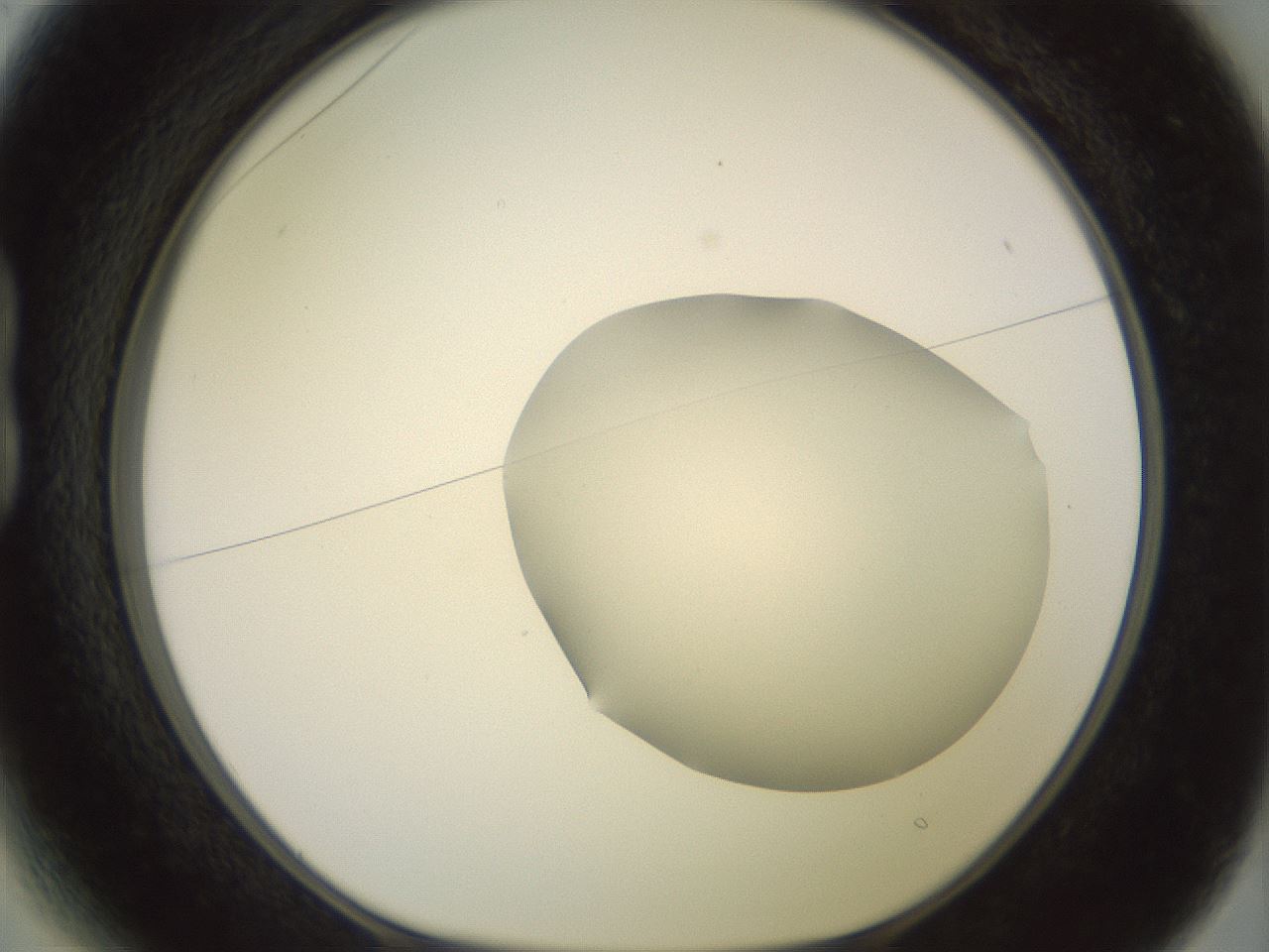 folderID402_plateID2402_batchID11611_wellNum13_profileID1_d1_r177787_ef.jpg