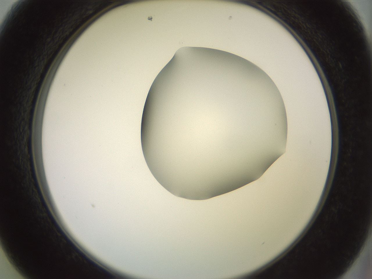 folderID402_plateID2402_batchID11611_wellNum13_profileID1_d2_r177788_ef.jpg