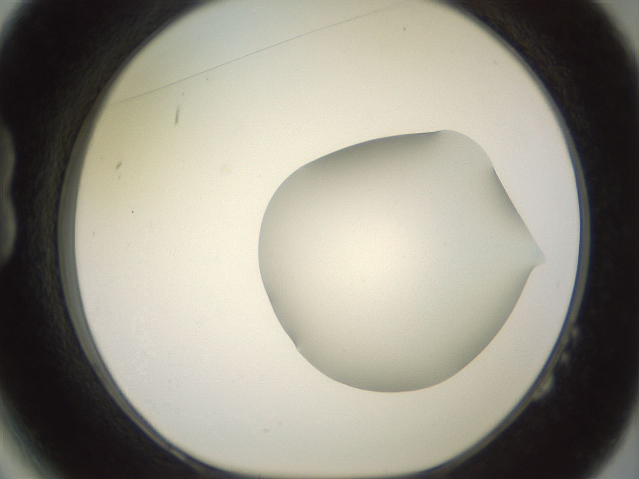 folderID402_plateID2402_batchID11611_wellNum14_profileID1_d1_r177789_ef.jpg