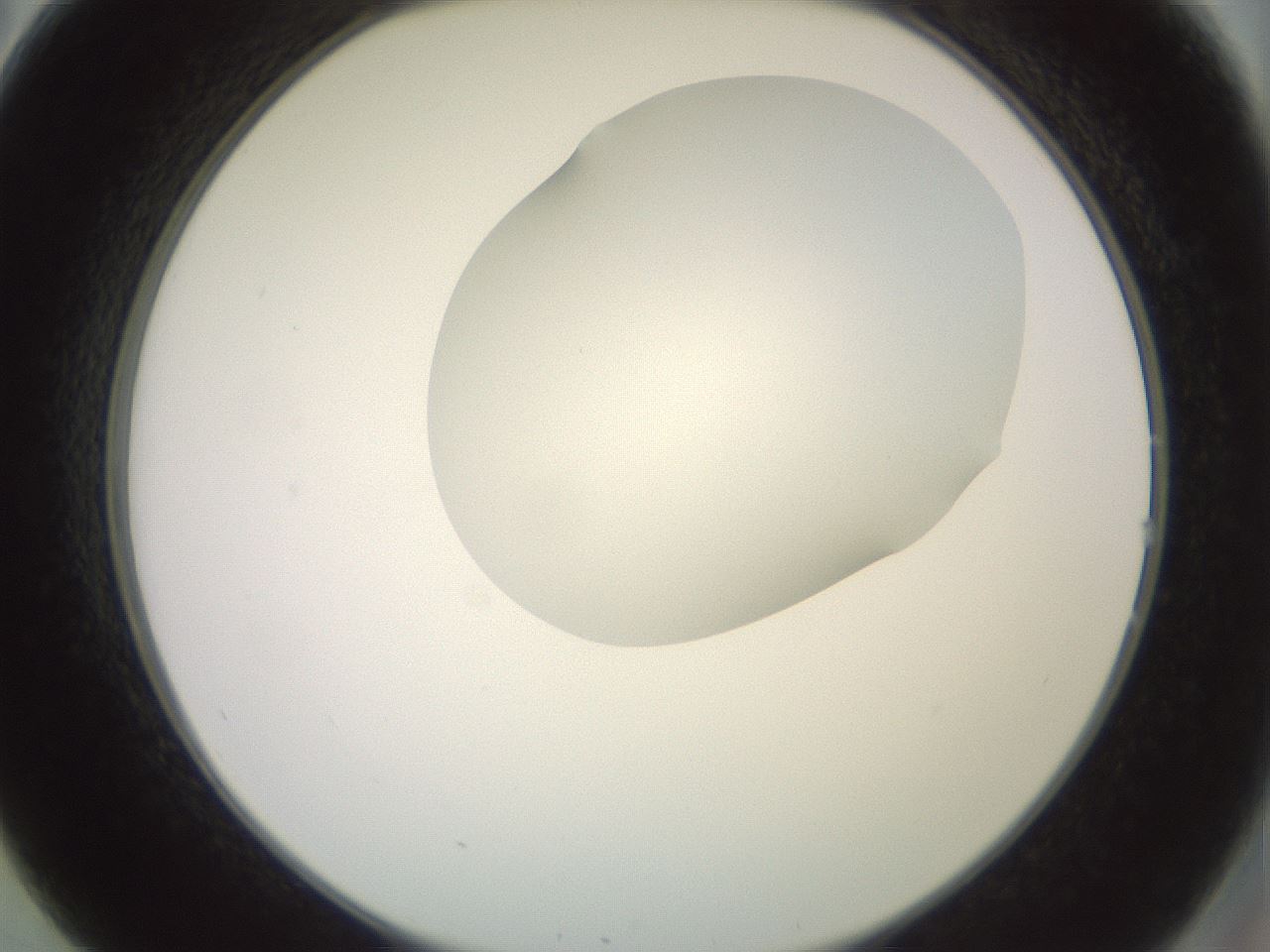 folderID402_plateID2402_batchID11611_wellNum14_profileID1_d2_r177790_ef.jpg