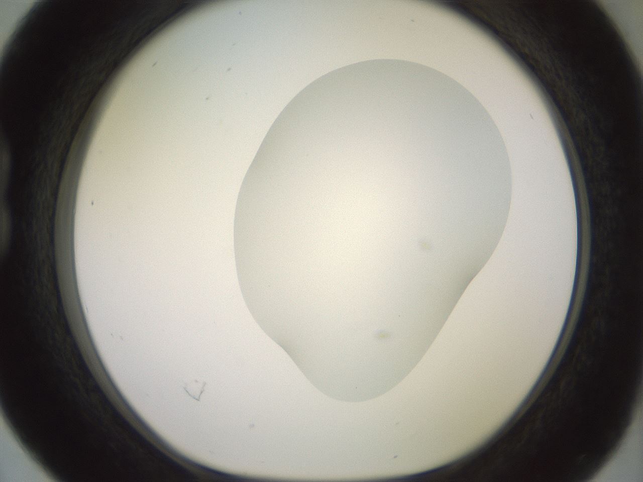 folderID402_plateID2402_batchID11611_wellNum16_profileID1_d1_r177793_ef.jpg